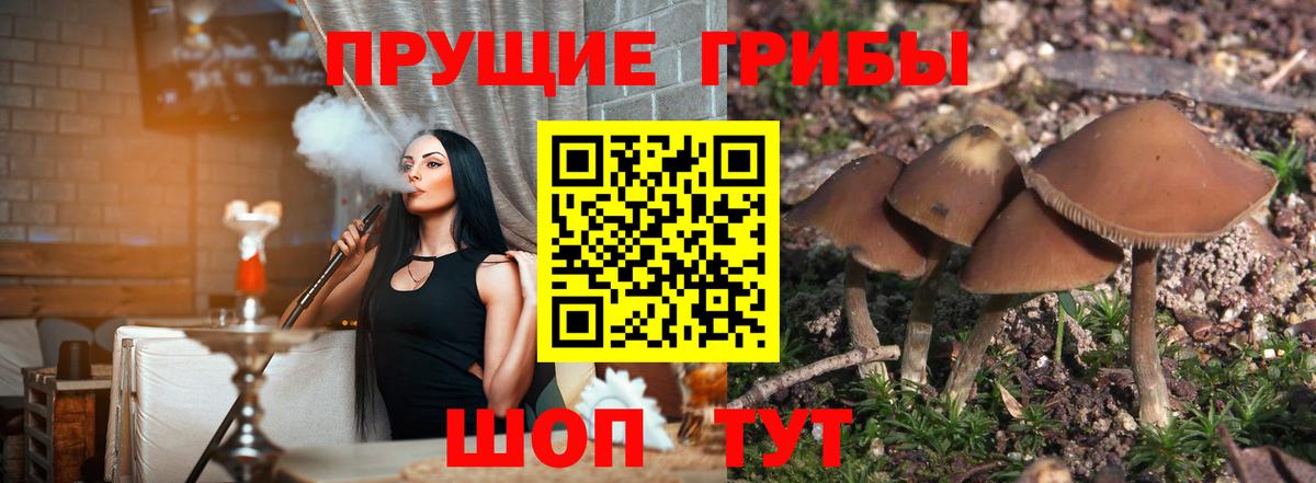 Галлюциногенные грибы прущие грибы  Вход с VPN  Лосино-Петровский  Галлюциногенные грибы прущие грибы 